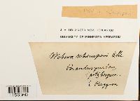thumbnail image of current specimen