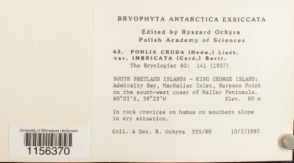 Pohlia cruda var. imbricata image