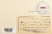 Pohlia nutans image