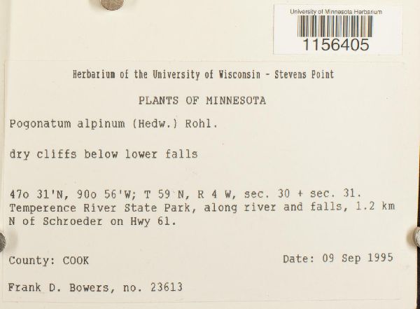 Polytrichastrum alpinum image