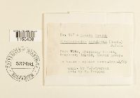 Plagiothecium undulatum image