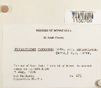 Media resource of Polytrichum longisetum