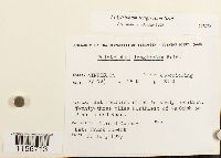 Polytrichum longisetum image