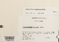 Polytrichum longisetum image