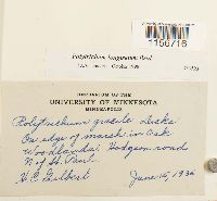 Polytrichum longisetum image