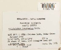 Polytrichum longisetum image