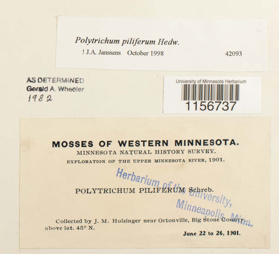 Polytrichum piliferum image