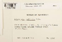 Polytrichum piliferum image