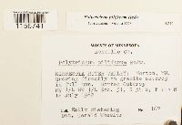 Polytrichum piliferum image