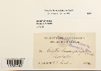 Polytrichum piliferum image