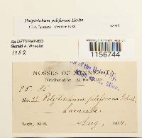 Polytrichum piliferum image