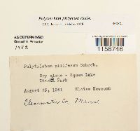 Polytrichum piliferum image