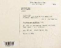 Polytrichum piliferum image