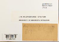 Polytrichum piliferum image