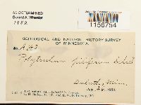 Polytrichum piliferum image