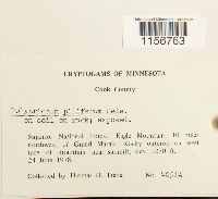 Polytrichum piliferum image