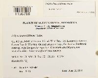 Polytrichum piliferum image