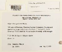 Polytrichum piliferum image