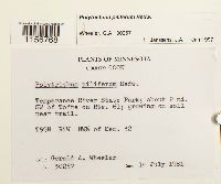 Polytrichum piliferum image