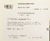 Polytrichum piliferum image