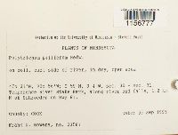 Polytrichum piliferum image