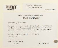 Polytrichum piliferum image