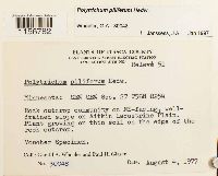 Polytrichum piliferum image