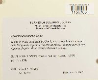 Polytrichum piliferum image