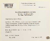 Polytrichum piliferum image