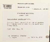 Polytrichum piliferum image