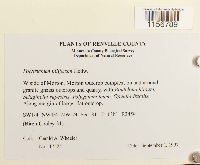 Polytrichum piliferum image