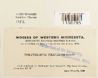 Polytrichum piliferum image