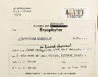 Polytrichum piliferum image