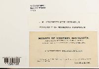 Polytrichum piliferum image