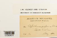 Polytrichum piliferum image