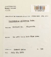 Polytrichum piliferum image