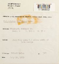 Polytrichum piliferum image