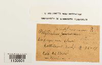 Polytrichum commune image