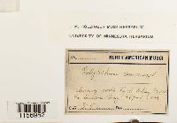 Polytrichum commune image