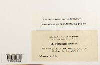 Polytrichum commune image