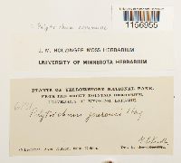 Polytrichum commune image