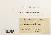 Polytrichum commune image