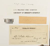 Polytrichum commune image