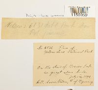 Polytrichum commune image