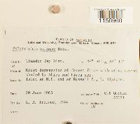 Polytrichum commune image