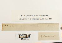 Polytrichum commune image