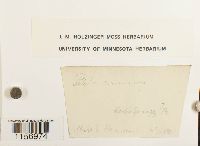 Polytrichum commune image