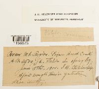 Polytrichum commune image