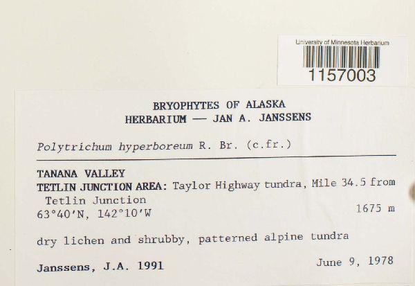Polytrichum hyperboreum image