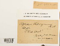 Polytrichum juniperinum image